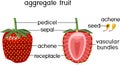Internal structure of strawberry aggregate fruit Royalty Free Stock Photo