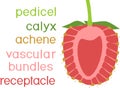 Internal structure of strawberry aggregate fruit Royalty Free Stock Photo