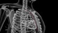 The internal thoracic artery is a long, paired vessel that originates from the proximal part of the subclavian artery