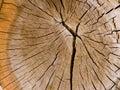 Internal tree structure Royalty Free Stock Photo