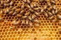 internal view of a beehive, showing frames filled with honeycomb