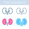 The internals icons. Kidneys and urogenital system vector outline symbols.