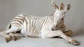 albino zebra on a white background, a genetic feature of appearance, not like everyone else Royalty Free Stock Photo