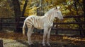 albino zebra in the wild, a genetic feature of appearance, not like everyone else Royalty Free Stock Photo