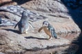 International Antarctic Centre in New Zealand