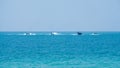 International assault amphibious vehicles sail in the sea during Cobra Gold 2018 Multinational Military Exercise