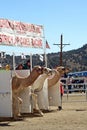 International Camel Races in Virginia City, NV, US