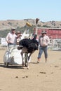 International Camel Races in Virginia City, NV, US