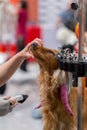 International dog cosmetic competition in Sant Antoni de Calonge in Spain, 19. 05. 2018, Spain