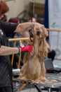 International dog cosmetic competition in Sant Antoni de Calonge in Spain, 19. 05. 2018, Spain