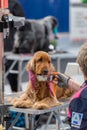 International dog cosmetic competition in Sant Antoni de Calonge in Spain, 19. 05. 2018, Spain