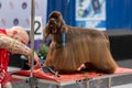 International dog cosmetic competition in Sant Antoni de Calonge in Spain, 19. 05. 2018, Spain