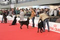 International dog show