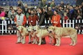 International dog show