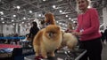 International Dog Show CACIB-FCI