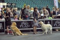 International dog show