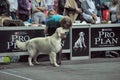 International dog show