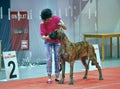 International dog show