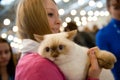 International exhibition of cats Royalty Free Stock Photo