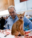 International exhibition of cats Royalty Free Stock Photo