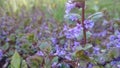 Nature Glechoma hederacea wild flowers grass spring underfoot