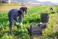 Farm workers harvesting spinach