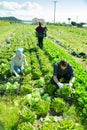 Farmers harvesting green lettuce