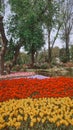 International Tulip Feast, Istanbul, Turkey