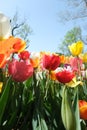 International Tulip Feast, Istanbul, Turkey