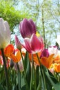 International Tulip Feast, Istanbul, Turkey