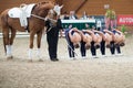 International Vaulting competition on June 16, 2017 in Pezinok, Slovakia Royalty Free Stock Photo