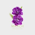 International Women`s Day. Creative concept for March 8 from purple tulips. Number eight from purple flowers on light gray