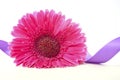 International Women`s Day pink gerbera with symbolic purple ribbon Royalty Free Stock Photo