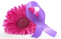 International Women`s Day pink gerbera with symbolic purple ribbon Royalty Free Stock Photo