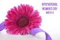 International Women`s Day pink gerbera with symbolic purple ribbon Royalty Free Stock Photo