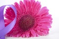 International Women`s Day pink gerbera with symbolic purple ribbon Royalty Free Stock Photo