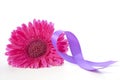 International Womens Day Pink Gerbera Royalty Free Stock Photo