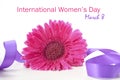 International Womens Day Pink Gerbera Royalty Free Stock Photo