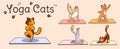 International yoga day. Cats yoga. Different yoga poses and exercises. Colorful flat vector hand drawn illustartion