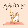 International yoga day. Cats yoga. Yoga pose and exercise. Colorful flat vector hand drawn illustartion