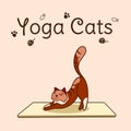 International yoga day. Cats yoga. Yoga pose and exercise. Colorful flat vector hand drawn illustartion