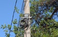 internet optical fiber connection box in a pole ,   Web of wires ,  Uncovered optical fiber technology       . Royalty Free Stock Photo