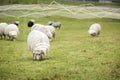 Internet of things in husbandry. Royalty Free Stock Photo