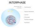 Interphase is the phase of the cell cycle.