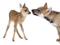 Interplay between roe deer Fawn and Eurasian Wolf Royalty Free Stock Photo