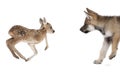 Interplay between Roe deer fawn and Eurasian Wolf