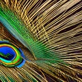 An interpretation of a peacock feather, with intricate textures and patterns resembling the unique and vibrant colors of a peaco