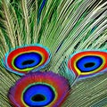 An interpretation of a peacock feather, with intricate textures and patterns resembling the unique and vibrant colors of a peaco