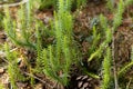 Interrupted club moss, Lycopodium annotinum