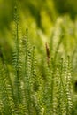 Stiff clubmoss or Interrupted club-moss - Lycopodium annotinum - in the forest